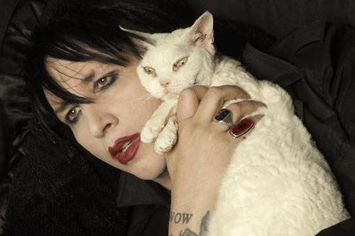 Manson pisica